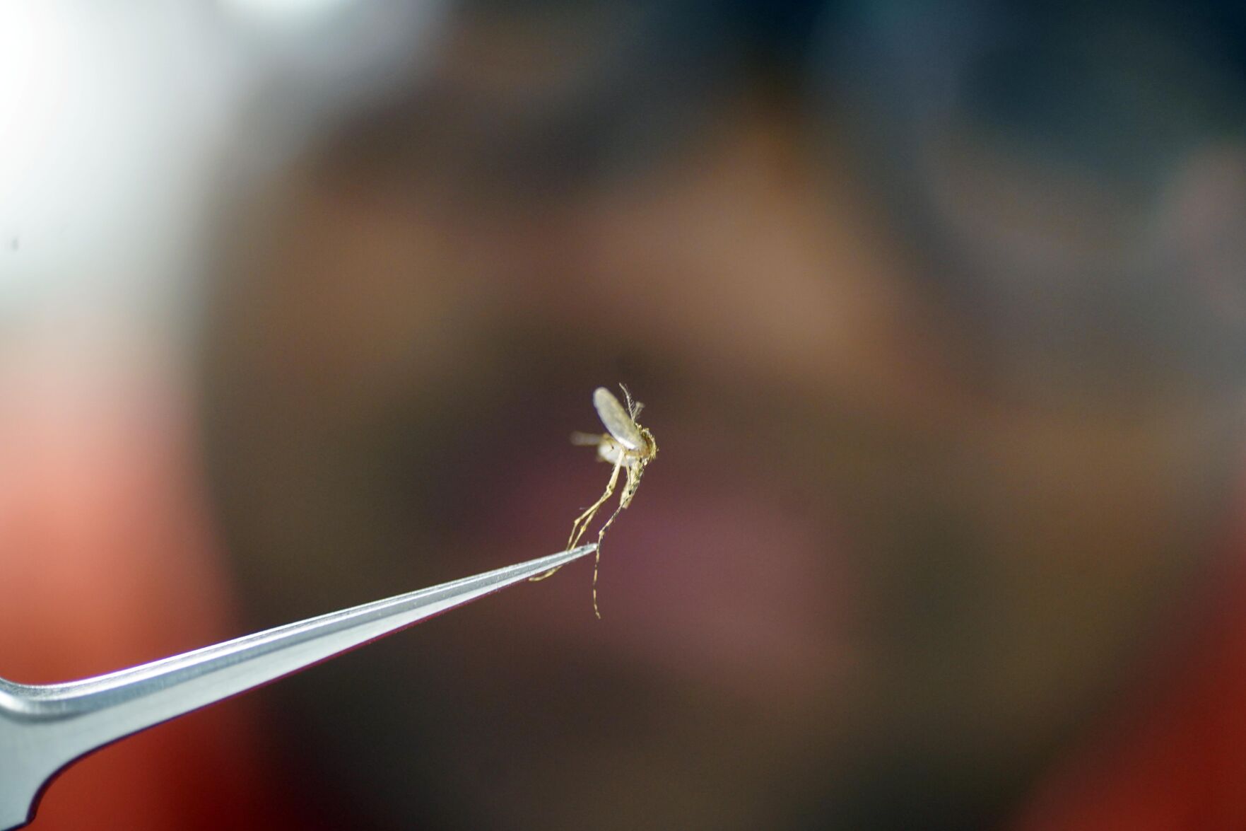mosquito-2.jpg